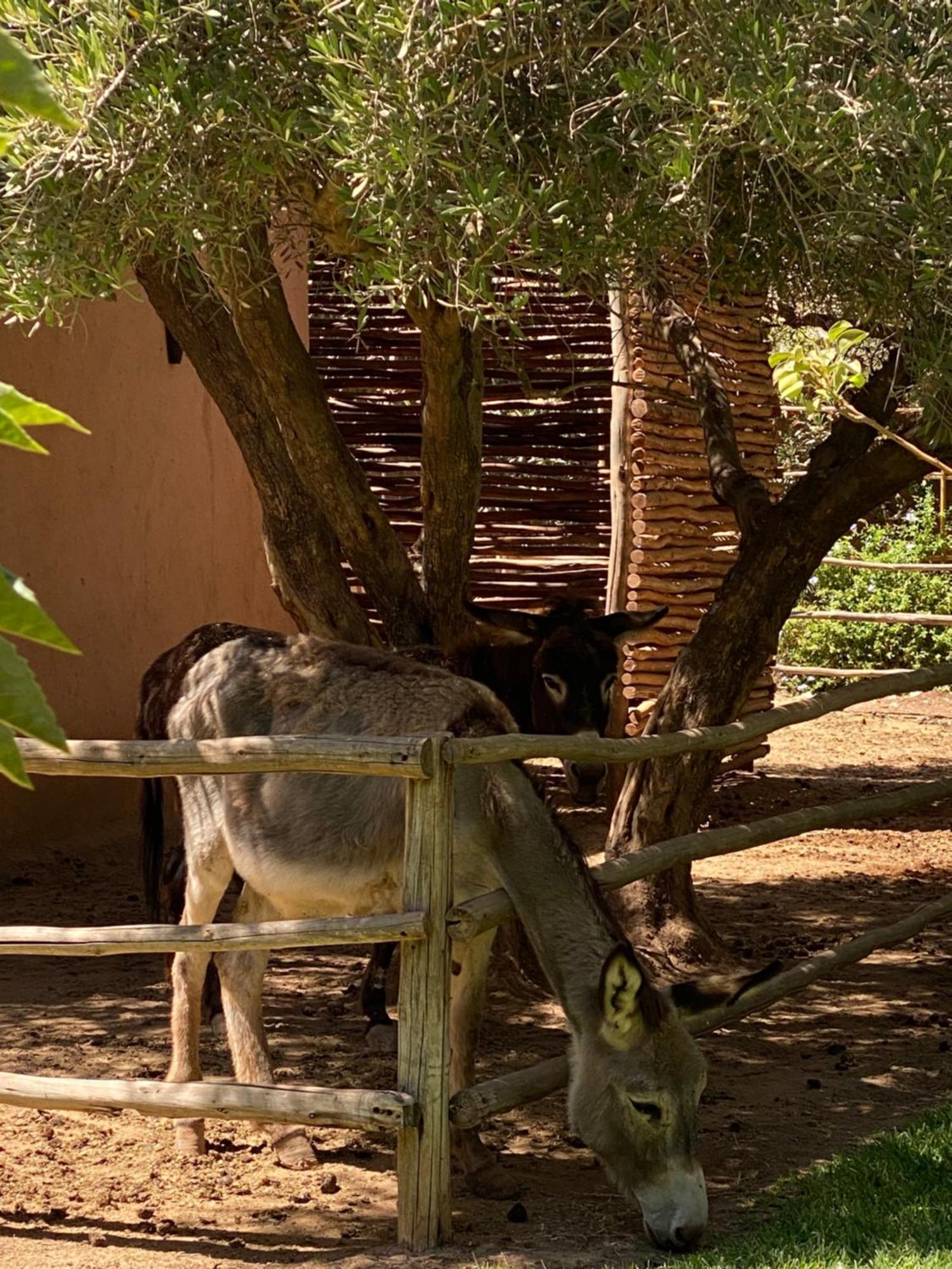 Jardin Sakina - Chambre D'Hotes Oulad Moumene Экстерьер фото